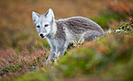 BB 13 0160 / Vulpes lagopus / Fjellrev